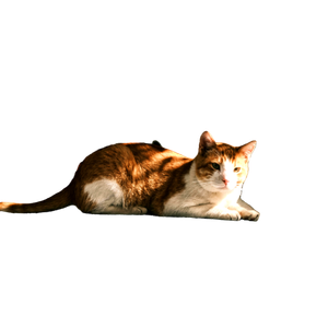 A Relaxed Ginger Cat Lying On A Car Rooftop Under The Sun In Urban Chania With Graffiti Walls. 19733 - Cat PNG image with transparent background